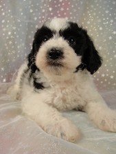 Male Cockapoo Puppy for Sale #21 Born August 10, 2011